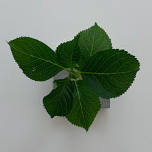 Ladda upp bild till gallerivisning, Smart Form Sweden, System LEVEL, Robert Bengtsson, Level Mini betong, betong, bordsdekoration