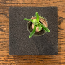 Ladda upp bild till gallerivisning, Set LEVEL Mini kork, LEVEL Mini kork, System LEVEL, bordsdekoration, Smart Form Sweden, Robert Bengtsson, kork, vas, växter i inredningen, förnybart material, svart kork