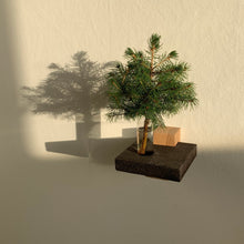 Ladda upp bild till gallerivisning, Embrace konsolsystem, Smart Form Sweden, Robert Bengtsson, konsolhylla, svensk ek, kork